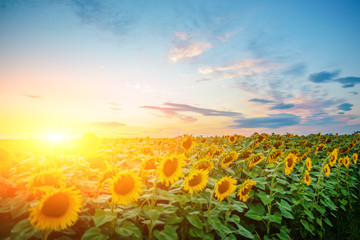 Fototapeta premium A plantation of beautiful yellow-green sunflowers after sunset at twilight against a beautiful light sky with fluffy clouds