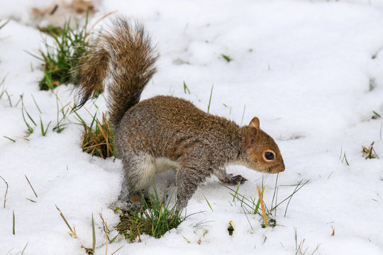 scoiattolo grigio (Sciurus carolinensis)
