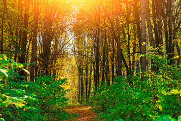 Fototapeta premium Bright and colorful landscape of autumn forest trail covered with leaf