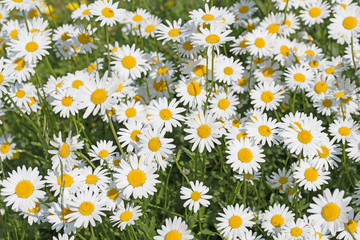 Fototapeta premium Margeriten, Leucanthemum, Wiesen-Margeriten