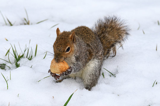 scoiattolo grigio (Sciurus carolinensis)
