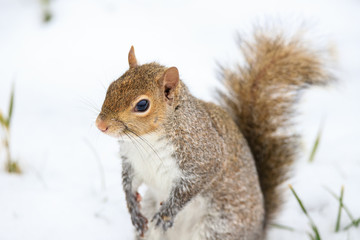 scoiattolo grigio (Sciurus carolinensis)
