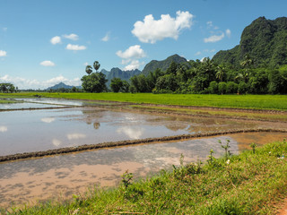 Lansdscape Hpa-an, Myanmar, rice fields