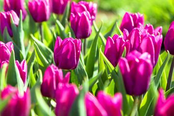 Tulip. Beautiful bouquet of tulips. colorful tulips. tulips in spring,colourful tulip