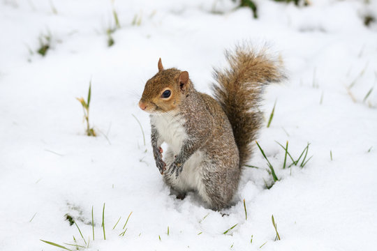 scoiattolo grigio (Sciurus carolinensis)