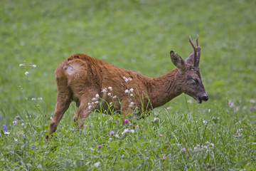 Rehbock auf grüner Wiese