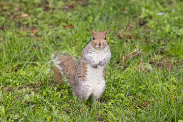scoiattolo grigio (Sciurus carolinensis)