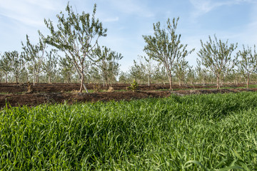 Almond tree blossoming