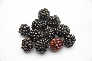 Brombeerernte - Beeren warten auf die Verarbeitung