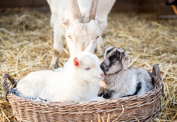 Adorable baby goats together 