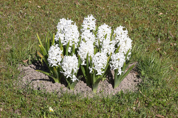 Pastel hyacinth flowers blooming at springtime.