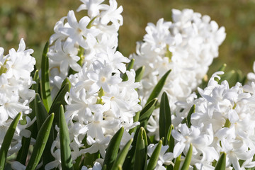 Pastel hyacinth flowers blooming at springtime.