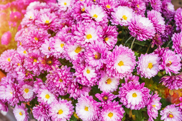 Soft blurred of Chrysanthemums flowers for background