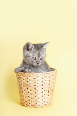 gray furry British small cat on yellow background in wicker basket