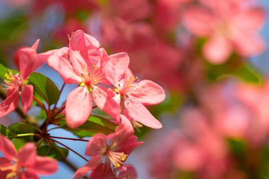 Red cherry tree flower blossom in soft spring season sunlight