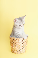 Beautiful striped fluffy kitten sitting in a wicker basket on yellow background