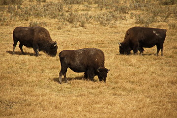 Bison herd in Yellowstone National Park in Wyoming in the USA
