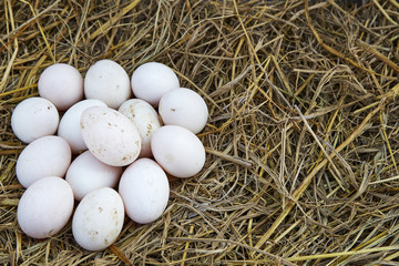 easter background, white chicken eggs