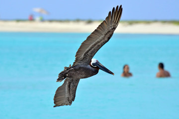PELICAN FLYING OVER SWIMMERS