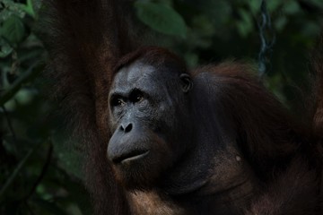 Orangutan in Malaysia 