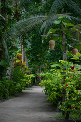 Green island Mabul Malaisia