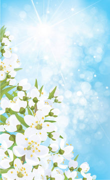Vector blossoming branches of apple  tree, spring background.