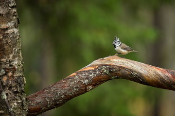 Lophophanes cristatus. Nature of Europe. Wild Scandinavian nature. Beautiful picture. From bird life. Color photograph. Finland. Karelia.