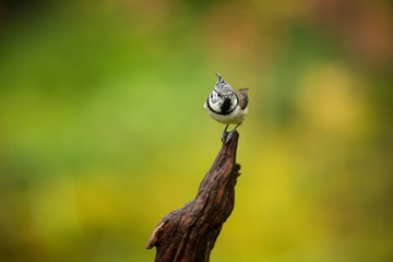 Lophophanes cristatus. Nature of Europe. Wild Scandinavian nature. Beautiful picture. From bird life. Color photograph. Finland. Karelia.