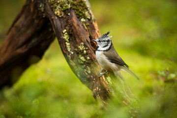 Lophophanes cristatus. Nature of Europe. Wild Scandinavian nature. Beautiful picture. From bird life. Color photograph. Finland. Karelia.
