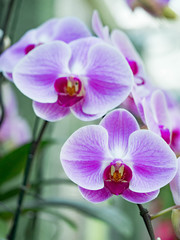 Orchid flower in tropical garden, phalaenopsis, green background for postcard or agriculture business