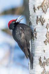 Black woodpecker