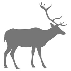 Silhouette of a deer