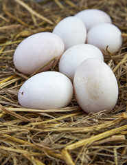 easter background, white chicken eggs