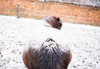 Horse back with winter snow