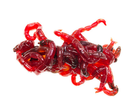 red worms for fishing on a white background