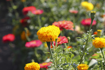 Red, orange and yellow heads of flowers of marigolds in garden on blurred background.