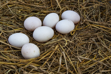 easter background, white chicken eggs