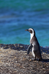 Naklejka premium Brillenpinguin