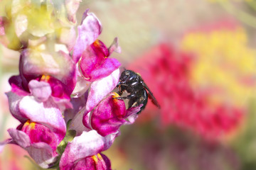 Hard-working bee pollinates bright pink gladiolus / orchid flower in garden on gentle blurred background.