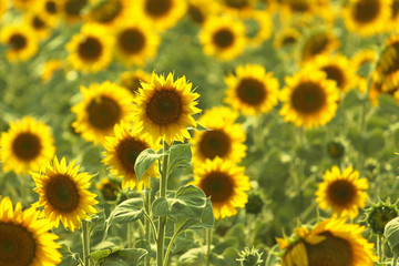 Yellow sunflowers growing on field in summer, selective focus.