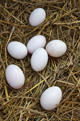 easter background, white chicken eggs