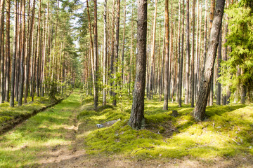 Obraz premium Waldweg in Lettland