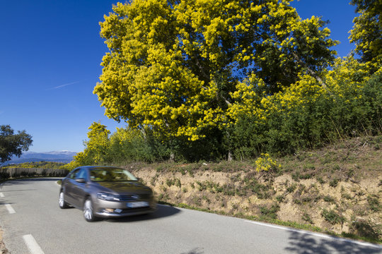 Route d&eacute;partementale D138 sur l'itin&eacute;raire touristique de la Route du Mimosa vers Tanneron, Var