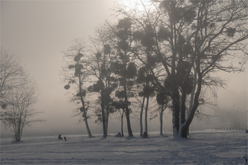paysage d'hiver à la Base de Loisirs de Verneuil sur Seine en France