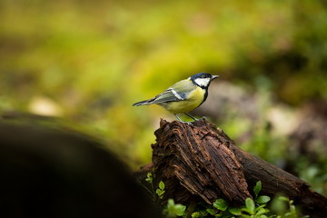 Parus major. Wildlife of Finland. Beautiful picture. Karelia. From bird life. Free nature. Scandinavia. European nature. Little bird. Expanded throughout Europe.