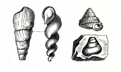 Fossils of snails - cast and mold (from Meyers Lexikon, 1896, 13/740) © Juulijs