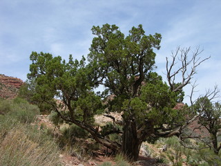 Grand Canyon, Bright Angel Trail, Arizona