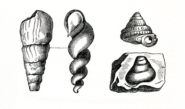 Fossils of snails - cast and mold (from Meyers Lexikon, 1896, 13/740)