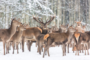 Winter wildlife landscape with noble deers Cervus Elaphus. Many deers in winter. Deer with large Horns with snow on the foreground and looking at camera. Natural habitat. Selective focus.