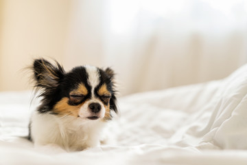 Small cute sleepy chihuahua dog is sleeping or napping on bed in bedroom in morning with light form window. Tried puppy sleep rest and relax on comfortable cozy in lazy weekend.
